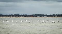 REGATA-AUBO-BALLENEROS-142-3